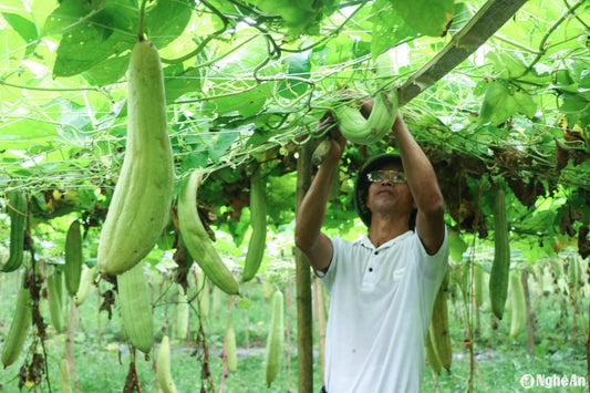 Why Natural Loofah Soap Is Better for Your Skin Than Regular Soap